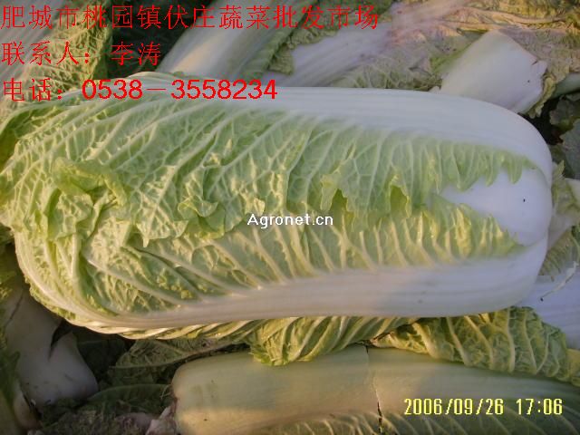 供应白菜