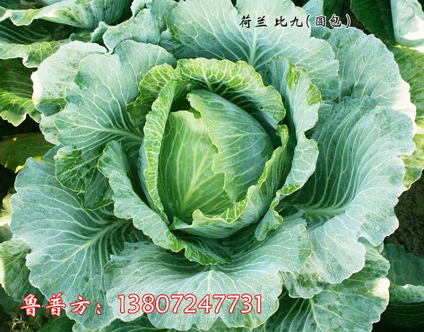 常年供应湖北
