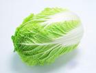 湖北嘉鱼供包菜，甘兰等绿色蔬菜