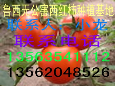 最大的西红柿黄瓜供应基地现已大量上市